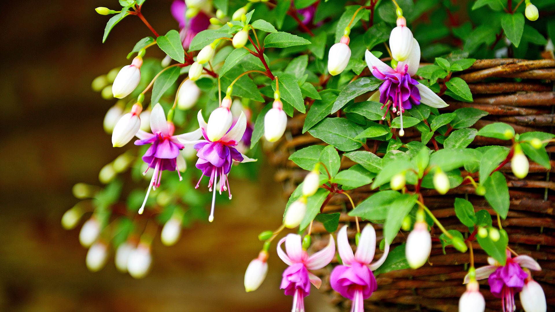 How to care for fuchsias: tips for breath-taking blooms | Homes & Gardens