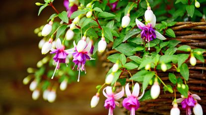 Fuchsias trailing over the sides of wicker hanging basket