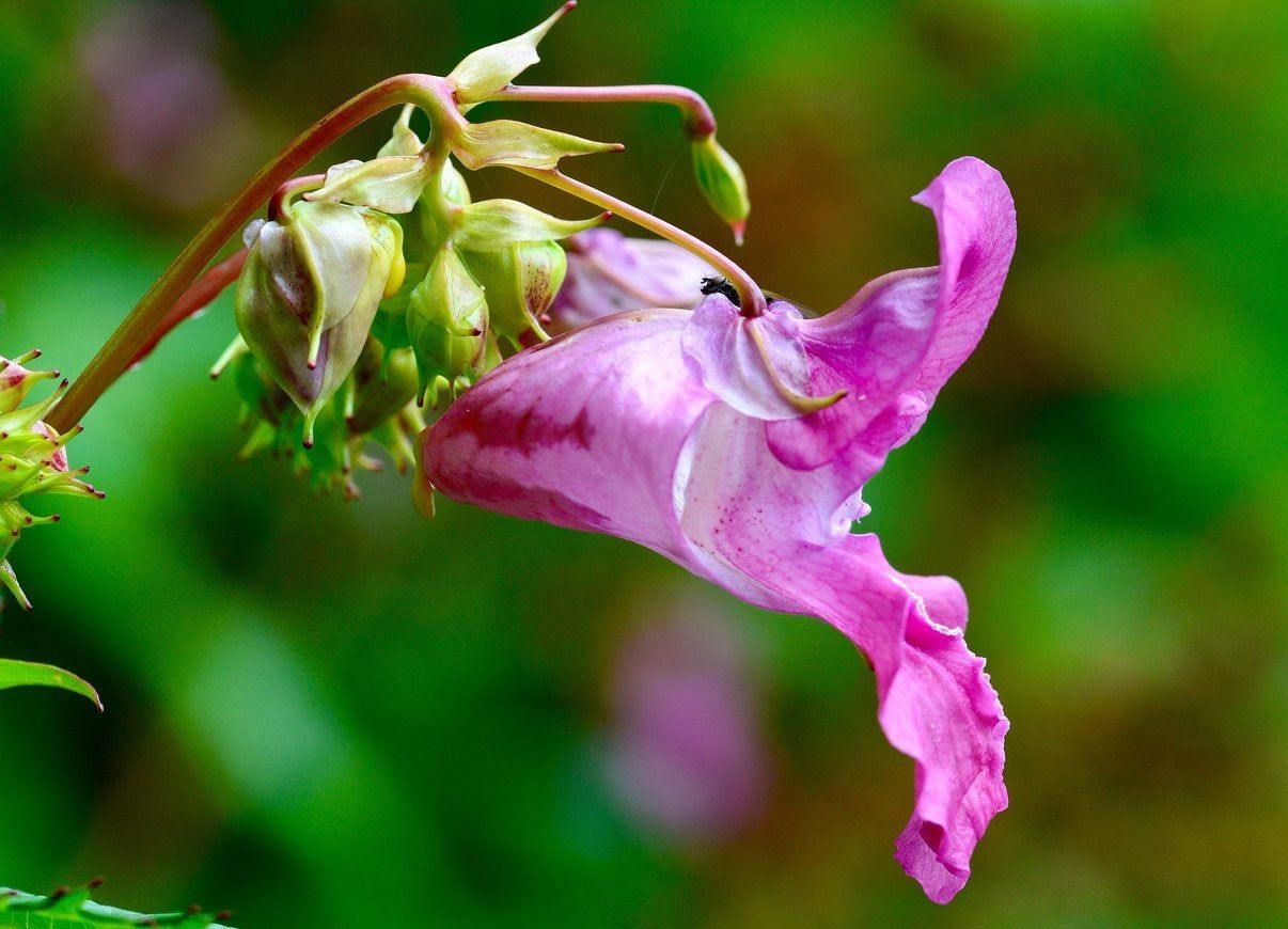 Himalayan Balsam Plant