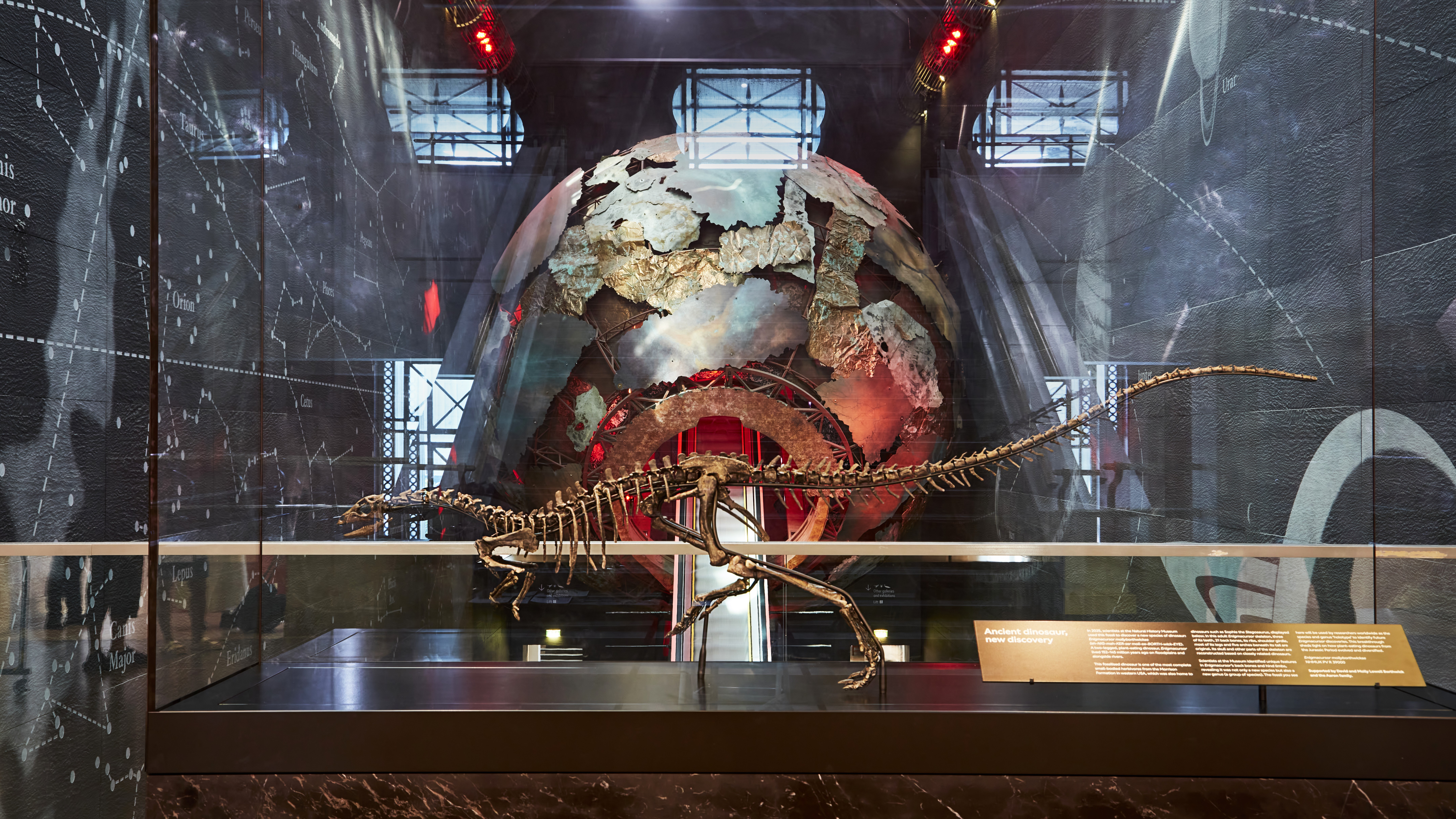 A photograph of a full reconstruction of the Jurassic dinosaur Enigmacursor mollyborthwickae on display in the Natural History Museum in London.