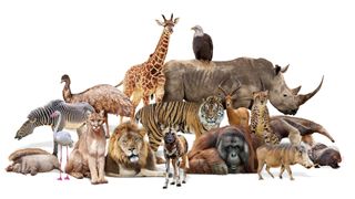 Composite of a large group of wildlife zoo animals together over a white horizontal web banner or social media cover.