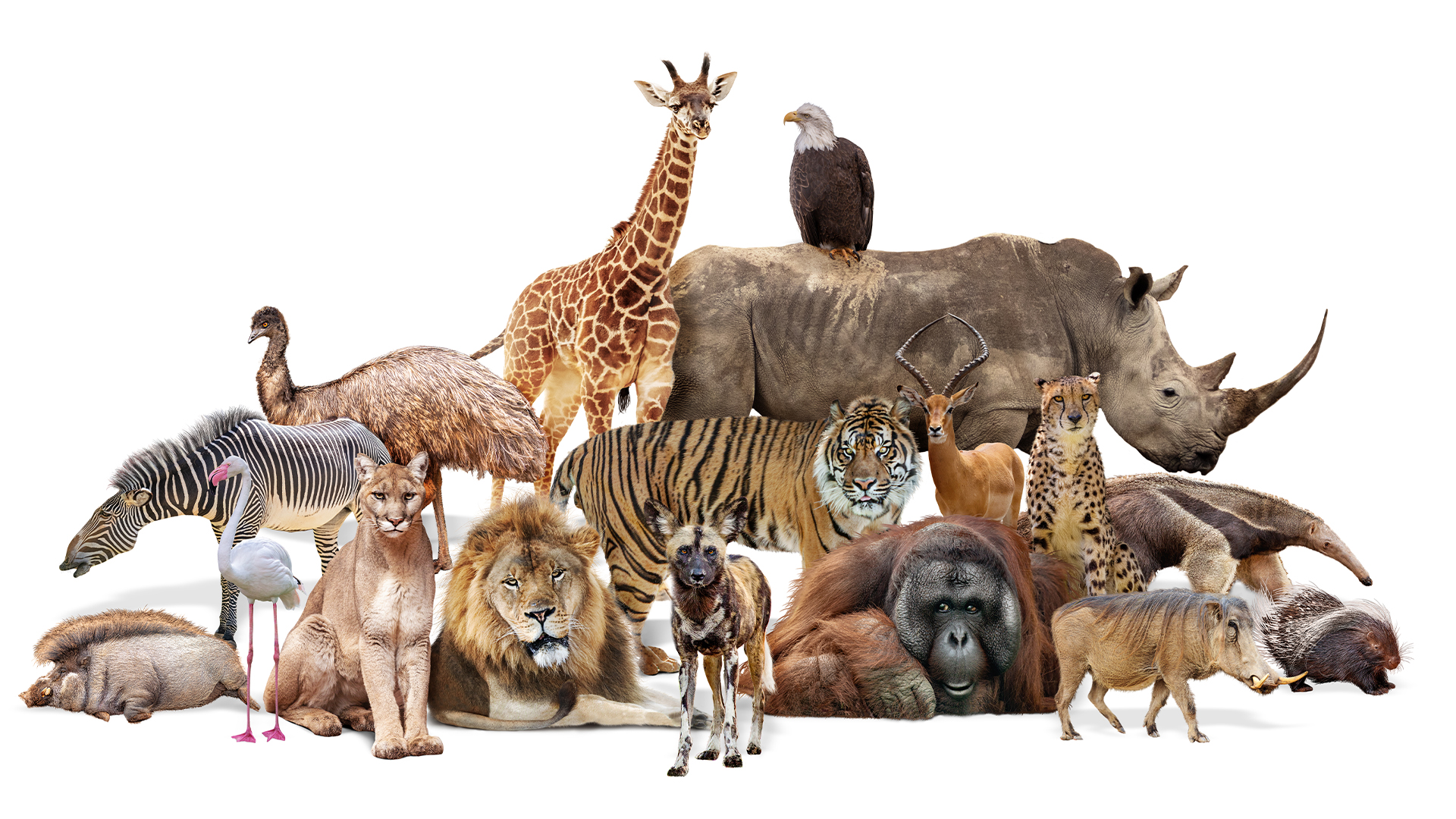 Examples Of Mammals In The World Examples Of Mammals In The World