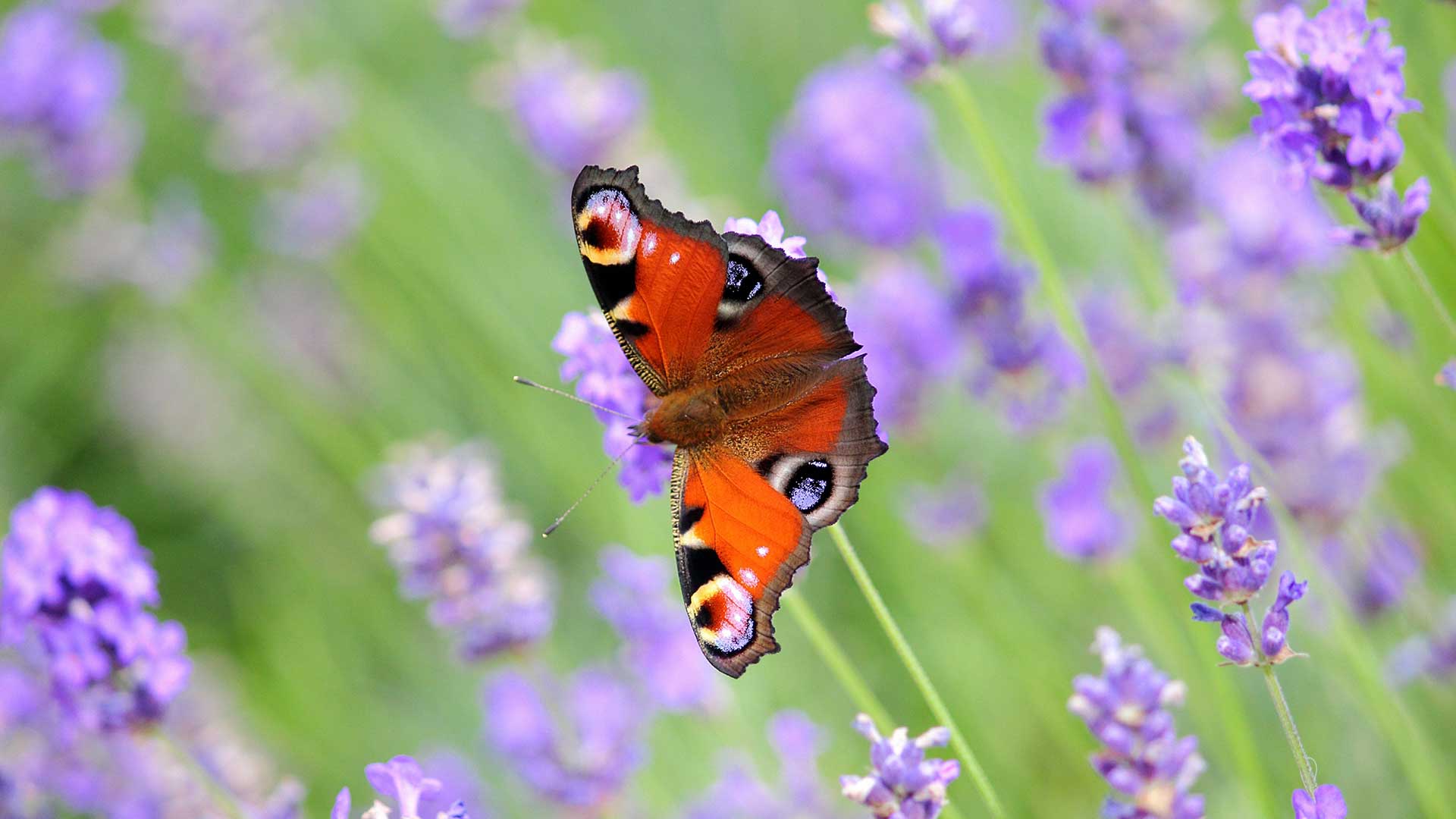 how to attract butterflies to your garden – peacock butterfly on lavender