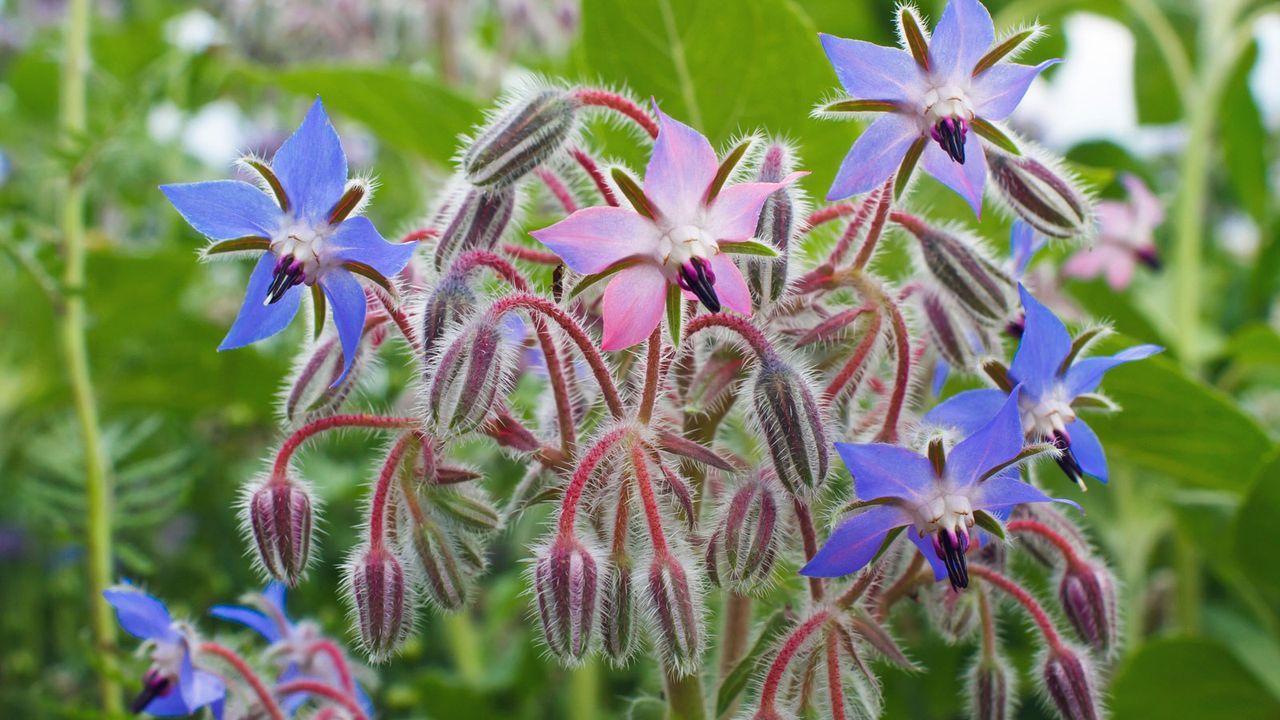 borage plant flowering in herbal meadow