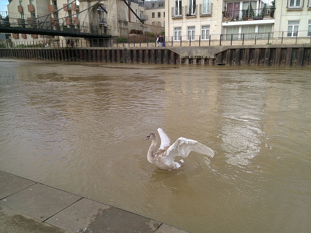 A photo of a swan, taken on a Camp Snap Screen-Free digital camera