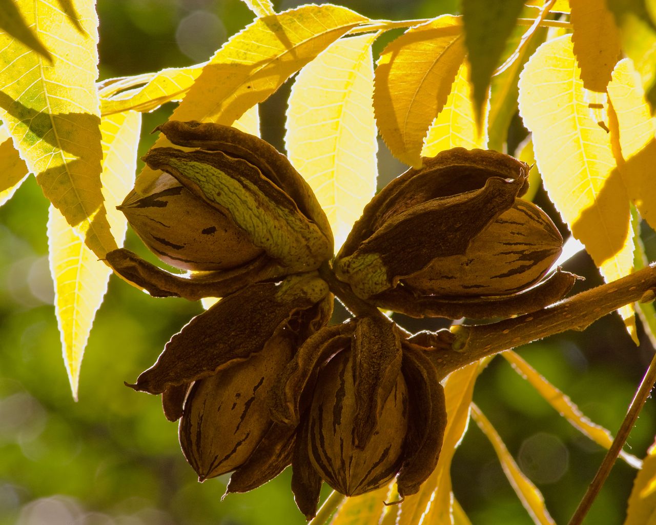Pecan tree care and growing guide expert tips for success Gardeningetc