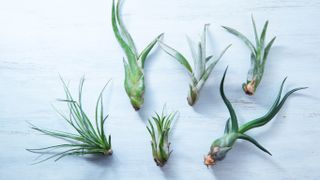 A selection of air plants with roots removed
