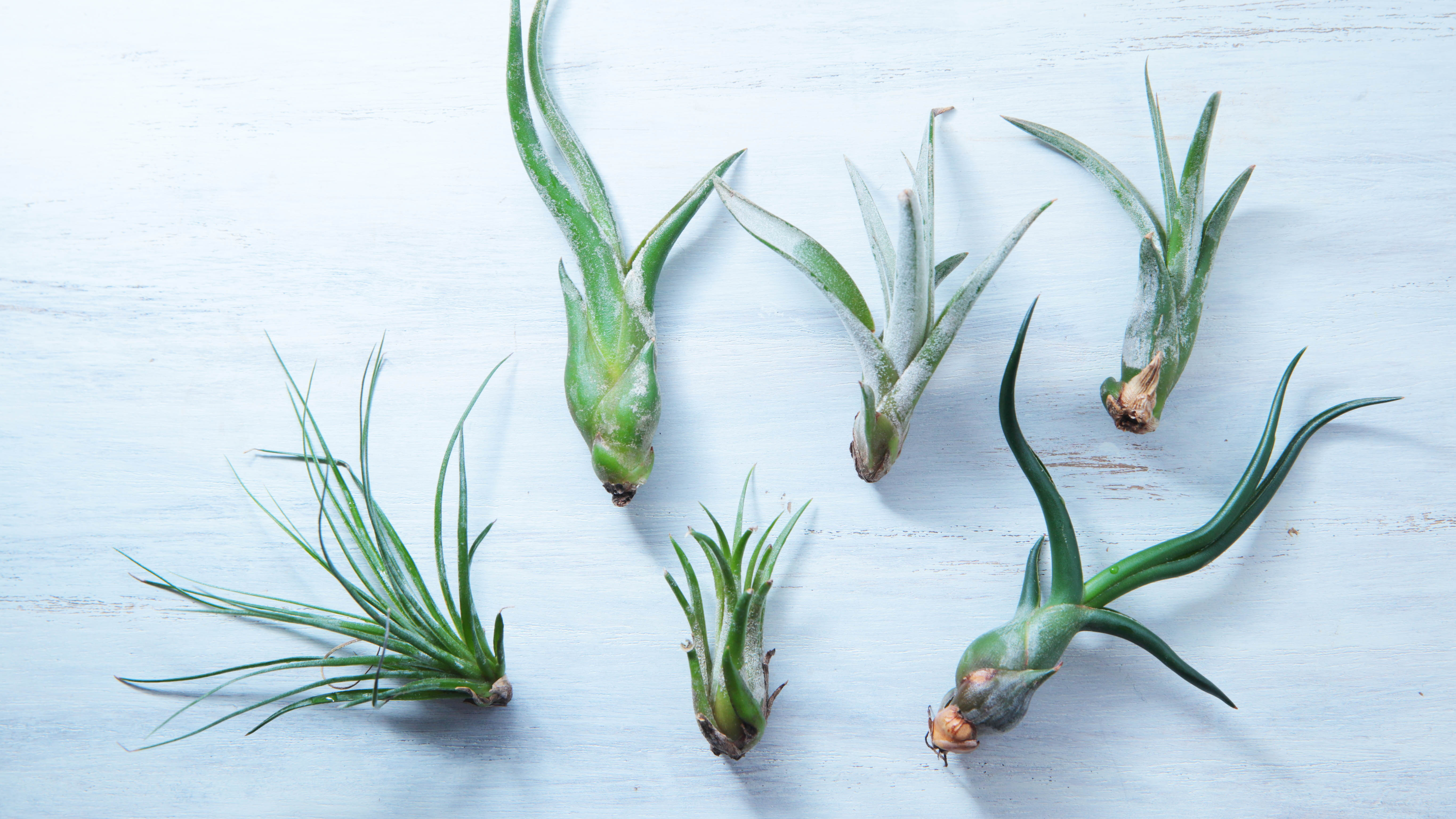 Options for Air Plants with Root Removal