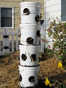 Verticle Strawberry Tower Made Of White Plastic Buckets