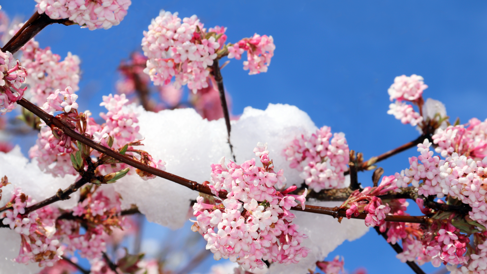 viburnum winter-flowering shrub branches with pink blossoms covered with snow