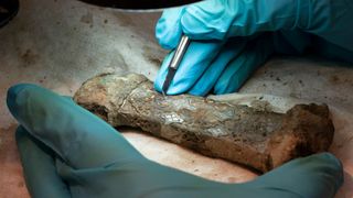 A researcher examines the remains of a Viking Age sword discovered in Norway.