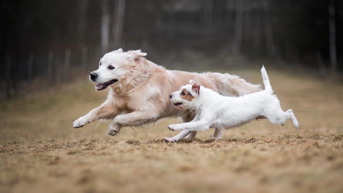 Side view of dogs running on field