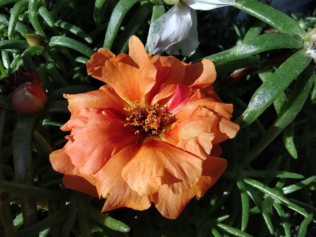 TCL 20 Pro 5G camera samples
