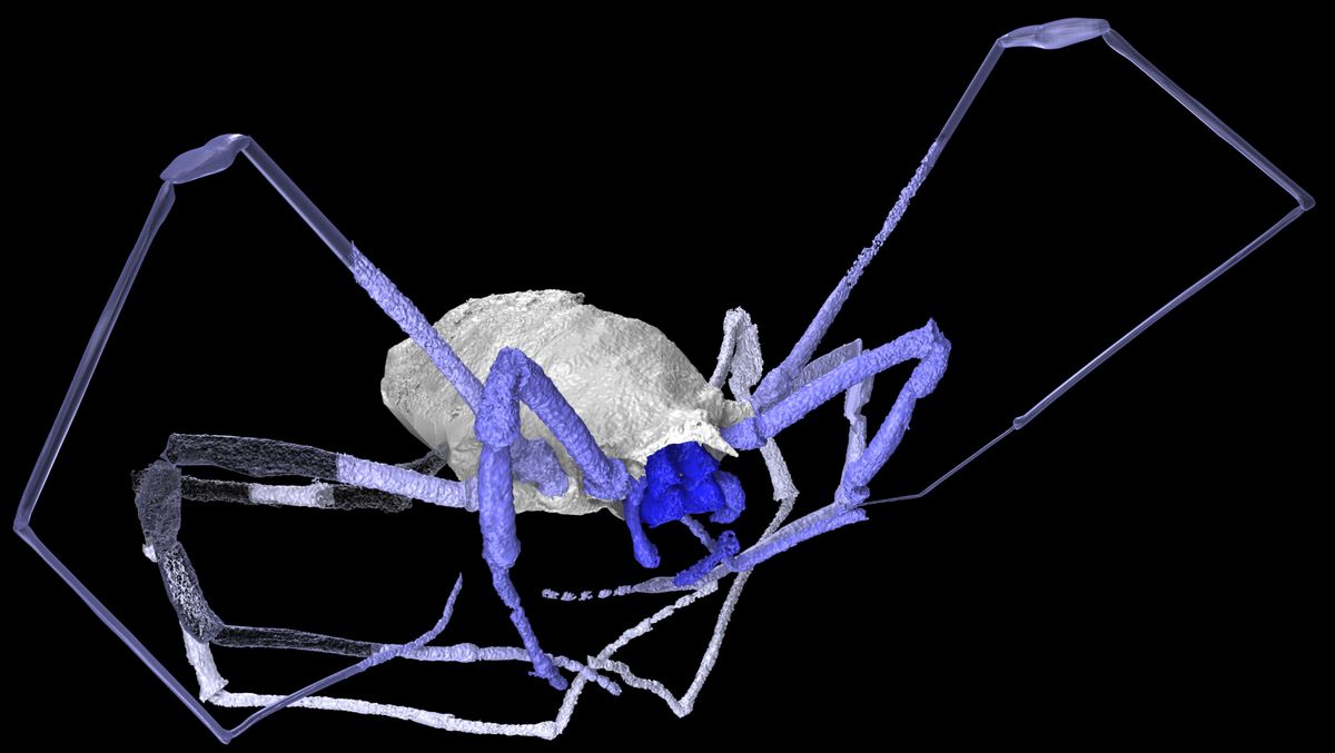 Image of harvestman