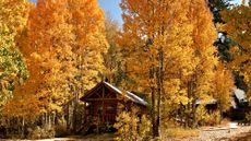 A log cabin stands among bright yellow trees in the Sierra Nevadas