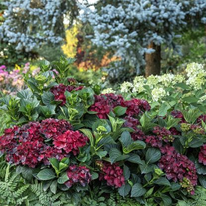 Centennial Ruby Hydrangea from Monrovia