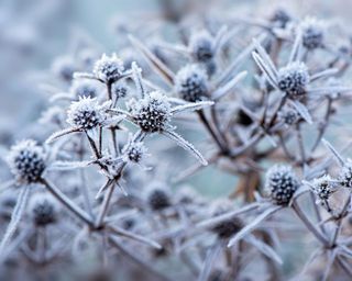 Eryngium - Sea Holly Flower heads covered in frost