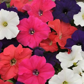 mixed petunia blooms