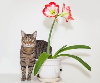 cat leaning against potted amaryllis plant