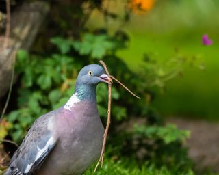 Wood Pigeon Carrying a Stick in its Beak