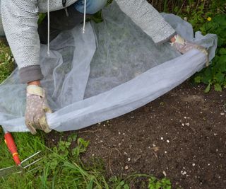 Protecting newly sown grass seed with horticultural fleece