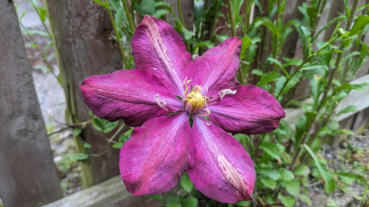 A clematis flower