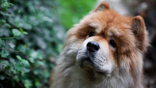 Chow chow head shot