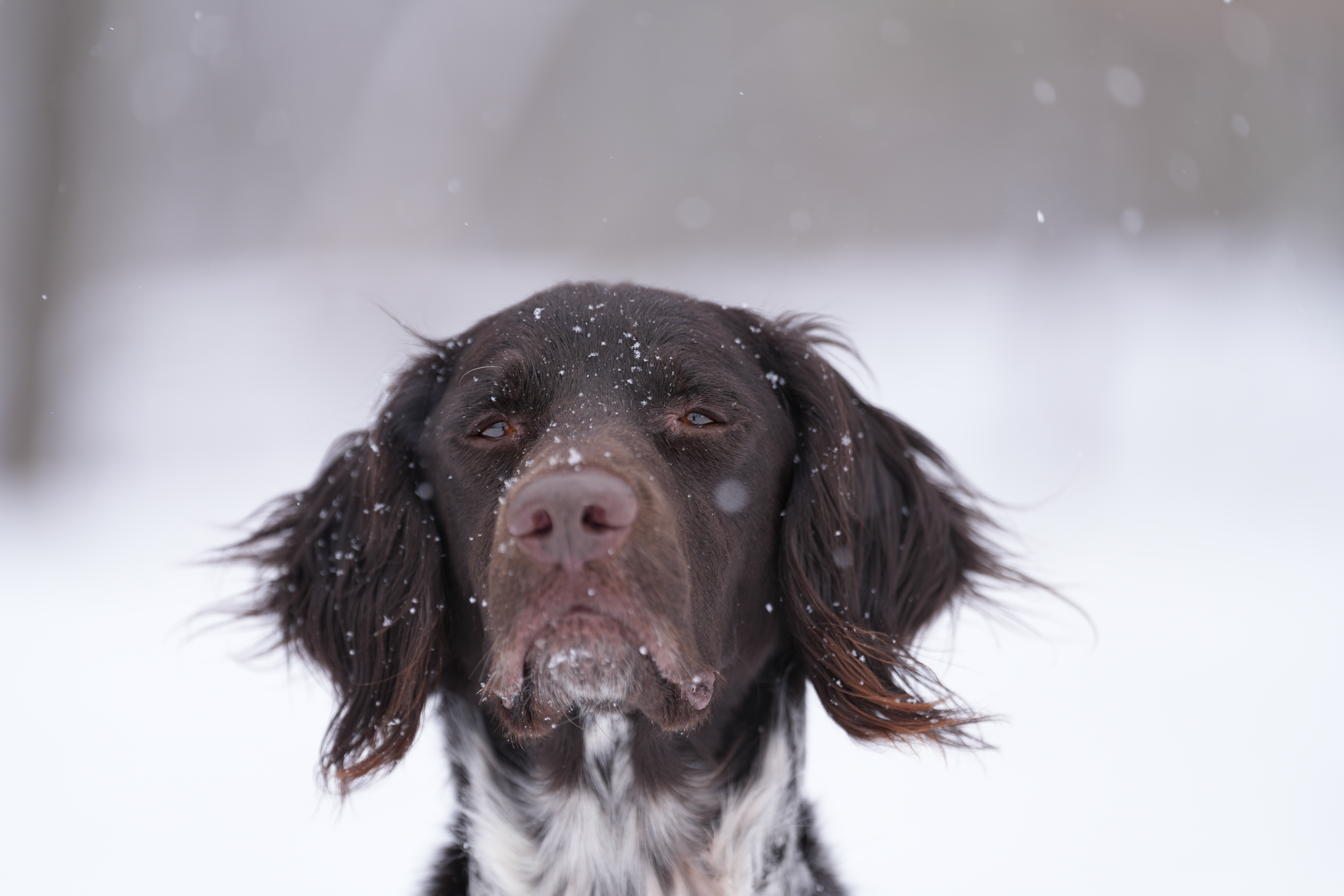 Sample images taken with the Sony 70-200mm f/2.8 GM OSS II lens and the Sony A7R V