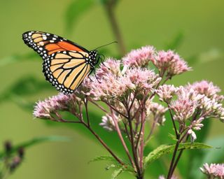 sweet joe pye weed with a monarch butterfly