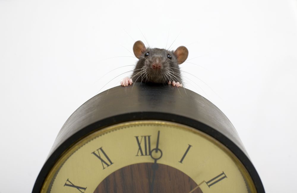 mouse, clock, rat