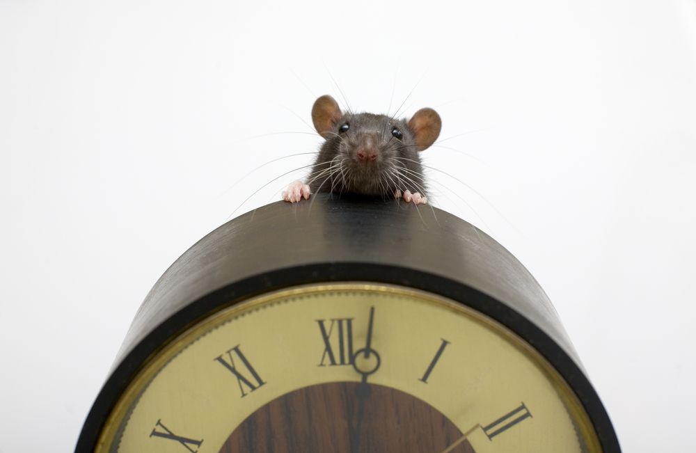 Bad Timing: Biological Clock Linked to Infections | Live Science