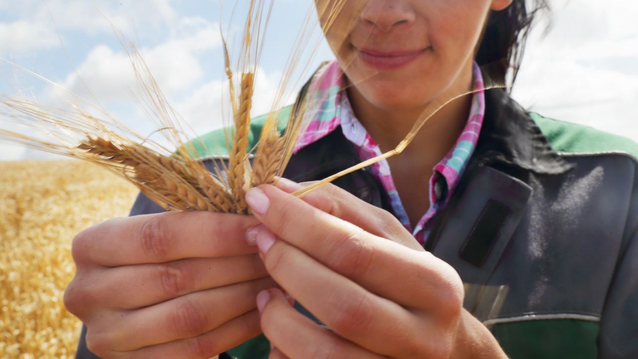 Wheat