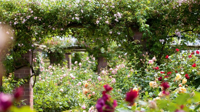 fragrant roses in the David Austin nursery rose garden