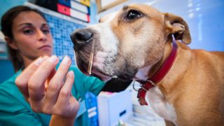 Acupuncture for dogs – a dog receiving acupuncture from a vet
