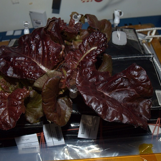 ISS Lettuce Grown by Crew