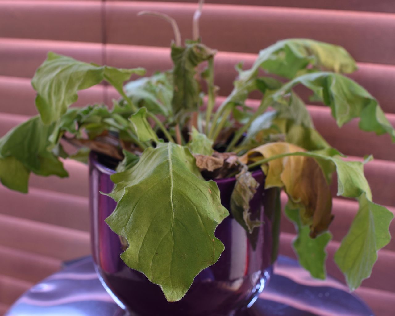 Overwatering indoor plants 7 signs to look out for Gardeningetc