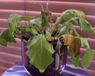 Dying gerbera daisy