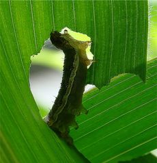 Leaf-Eating Caterpillar