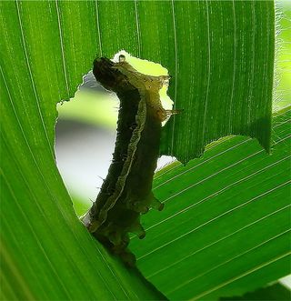 Leaf-Eating Caterpillar