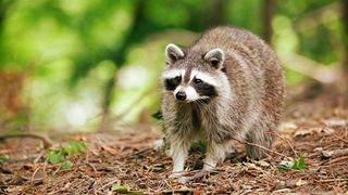 A raccoon in the forest in Canada.