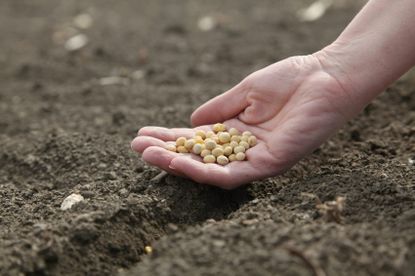 Hand Holding Seeds Over Soil