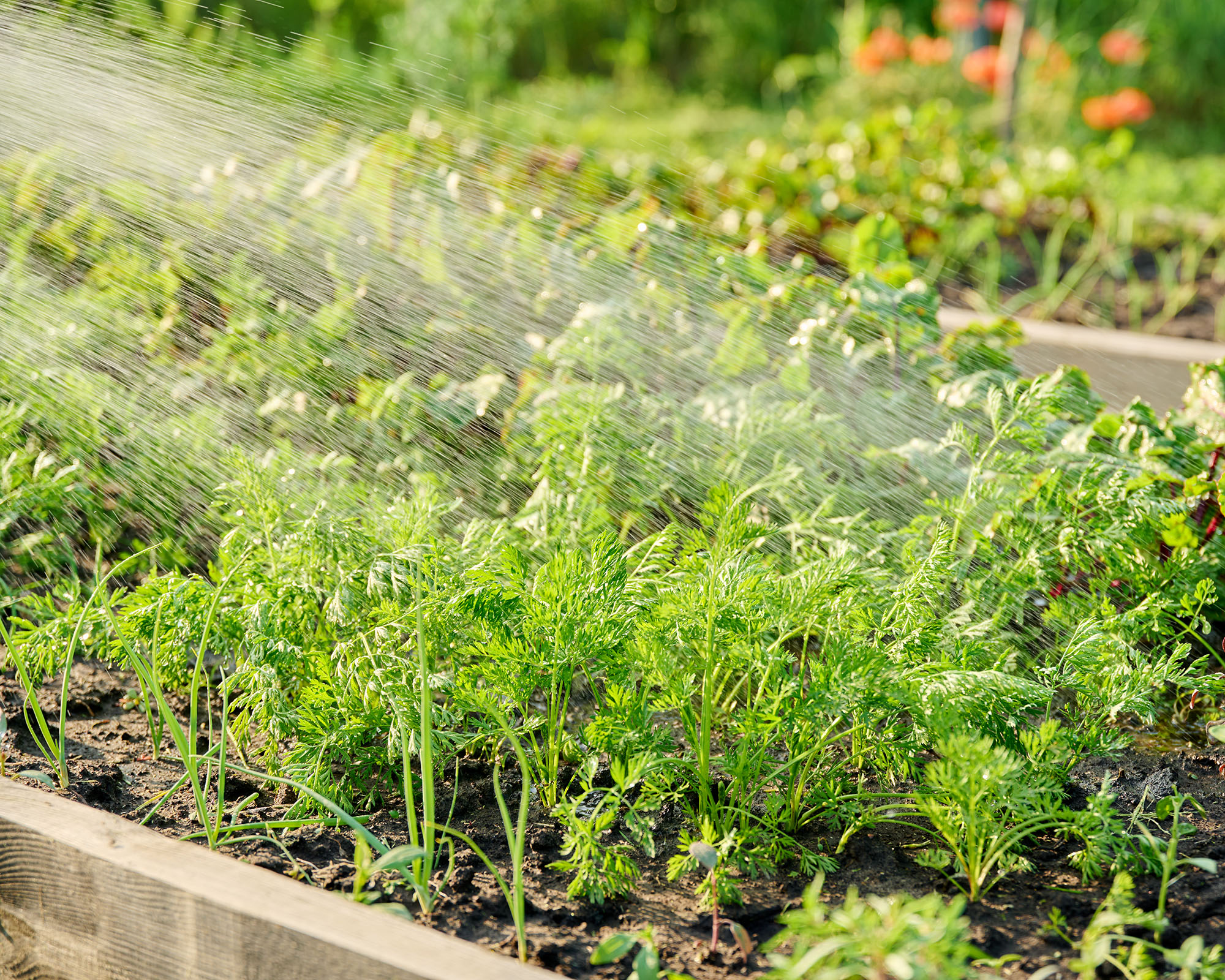 Close up of hose sprayer, watering carrot and beet plants in a raised garden bed