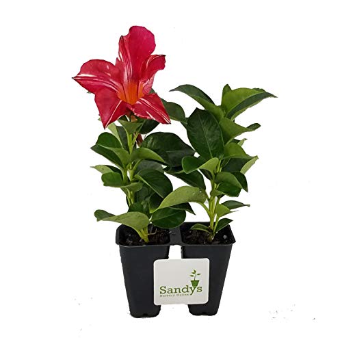 Sandys Nursery Online Red & White Mandevilla Climbing Shrub, Stars & Stripes Flower, Lot of 2 Starter Plants