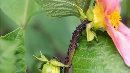 Dahlias with aphids