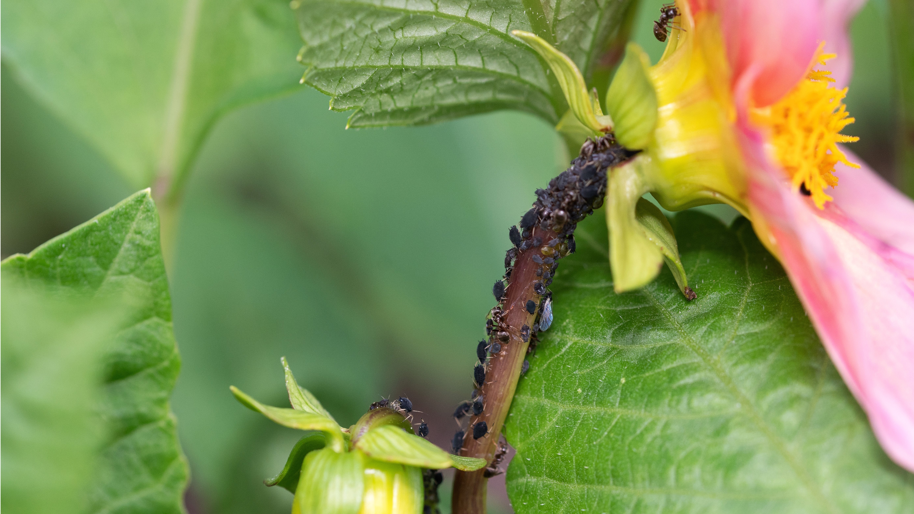 Dahlias with aphids