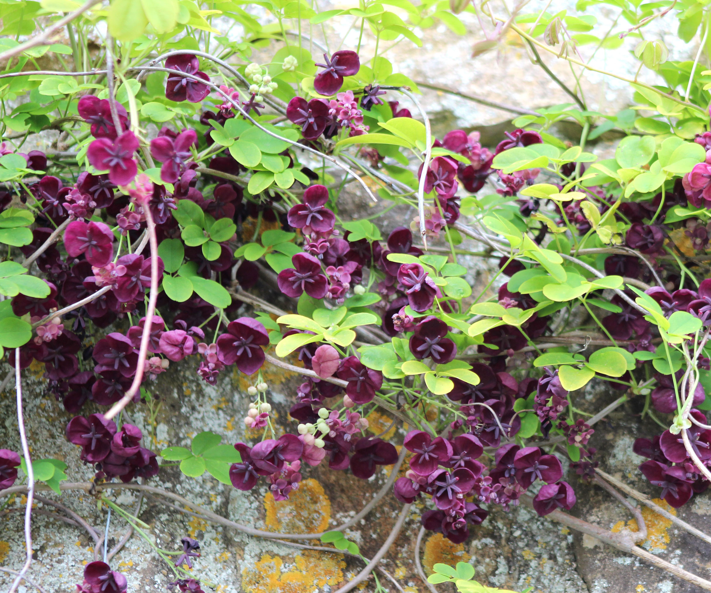 chocolate vine plant with deep purple flowers and bright green leaves on crumbling wall