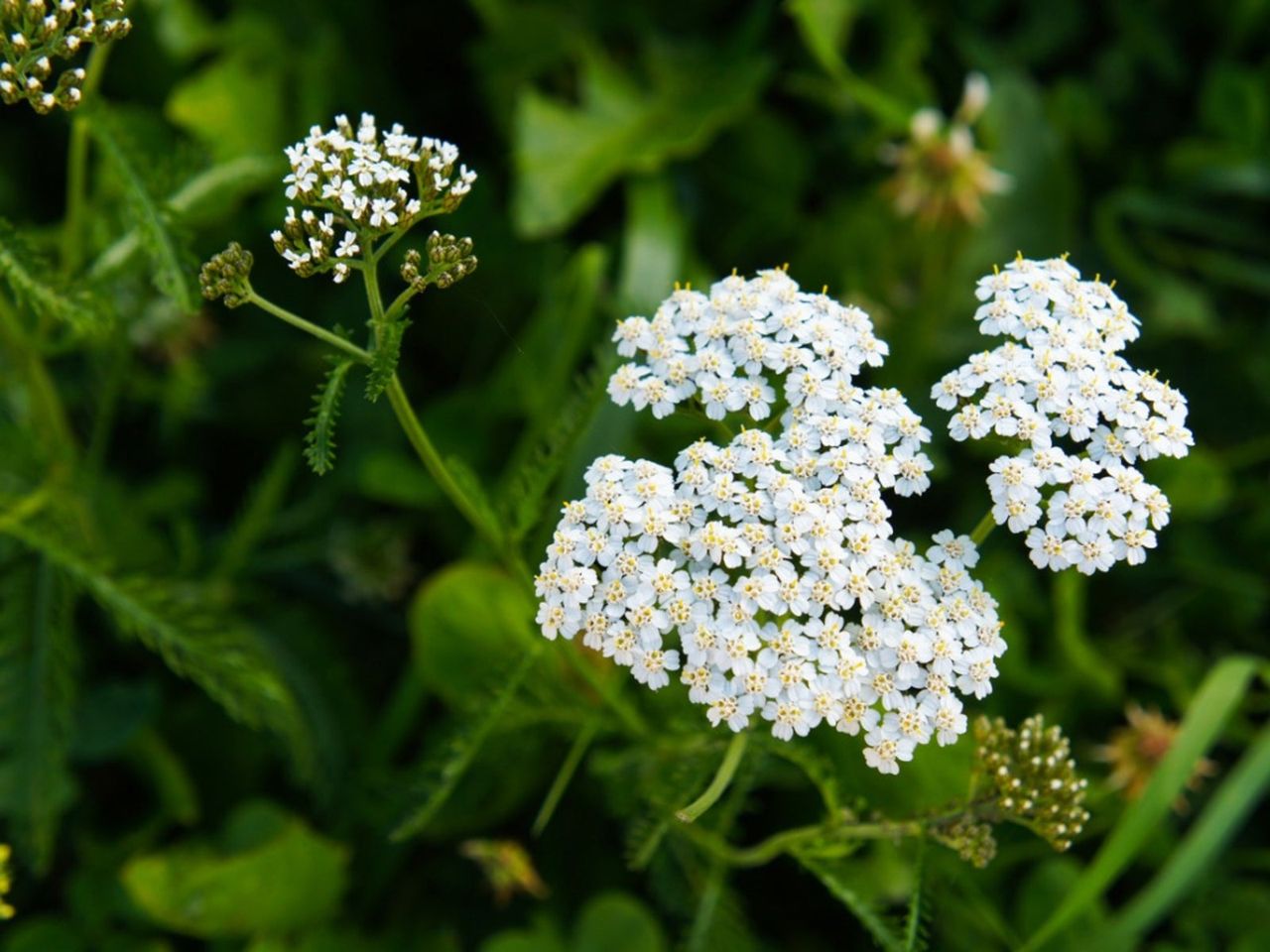 White Yarrow Plants