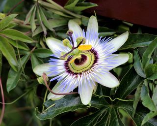 Edible-fruited passionflower (Passiflora edulis)