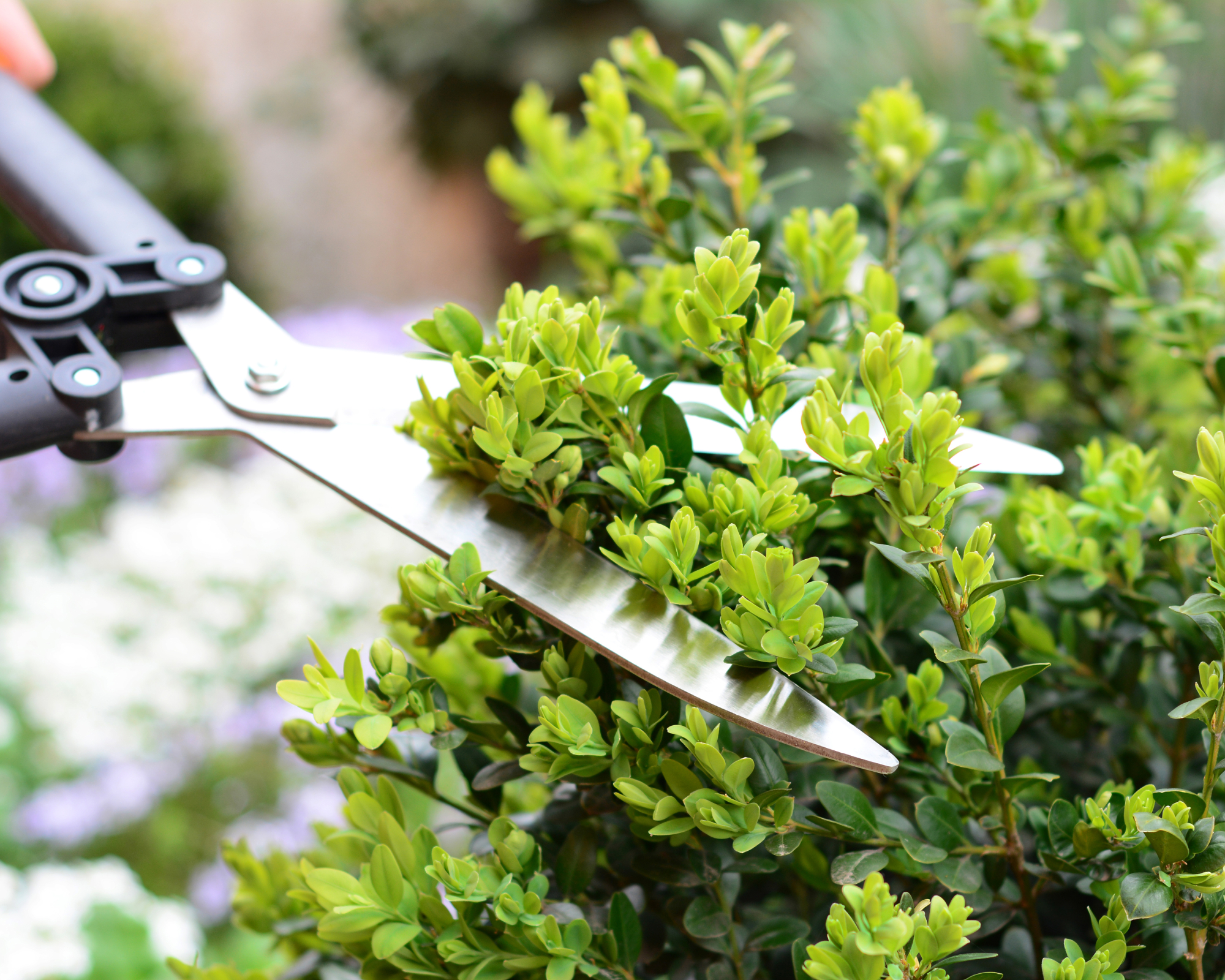shears being used to prune box in spring
