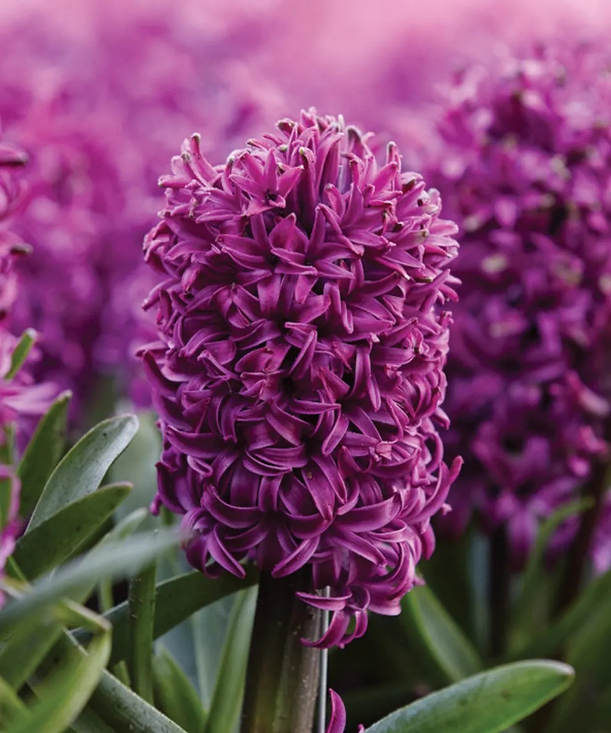 Hyacinth 'Purple Sensation'